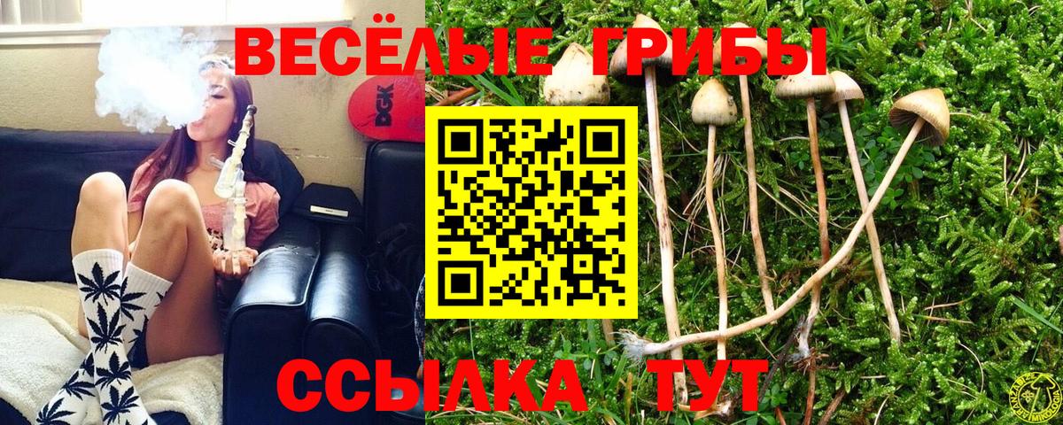 Энгельс  Псилоцибиновые грибы прущие грибы  Вход с VPN 