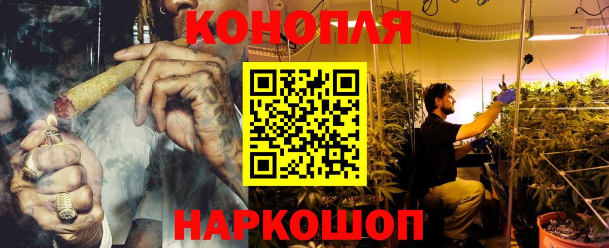 Бошки Шишки планчик Энгельс